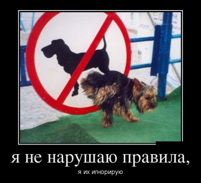 Игнорирование правил