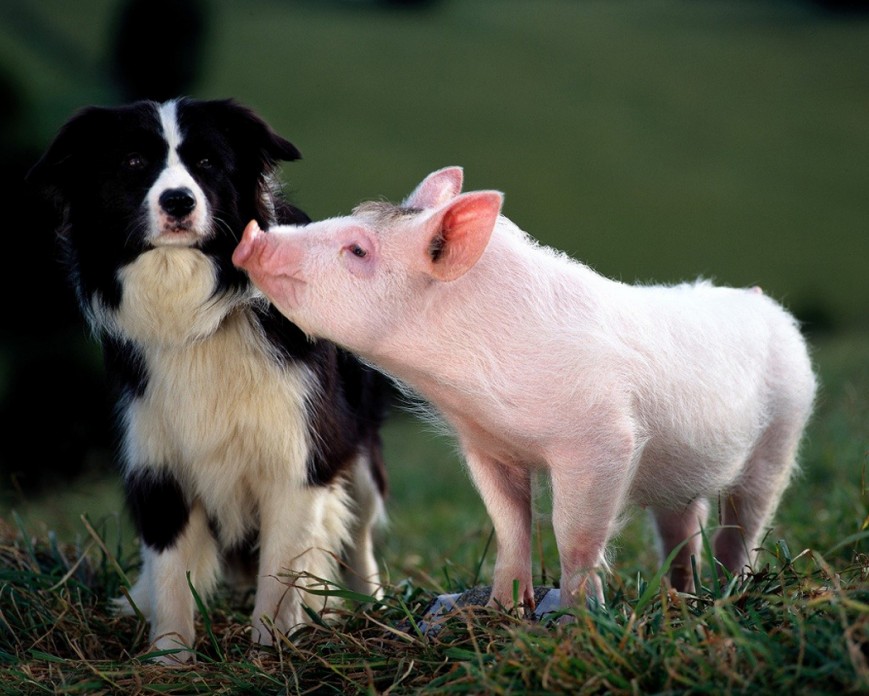 На смену Желтой Собаке придет безупречная и честная Земляная Свинья