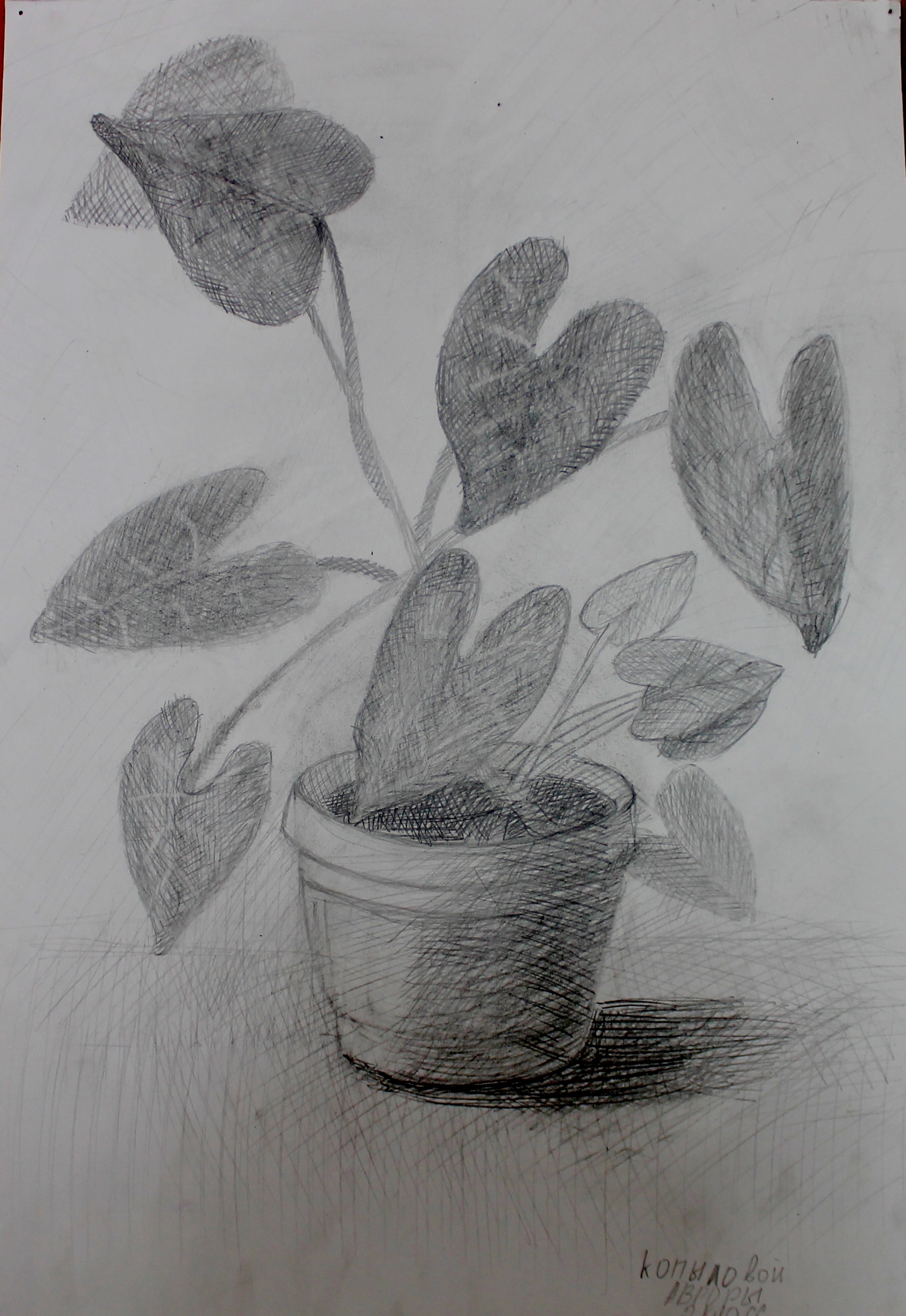 Копылова Аврора..