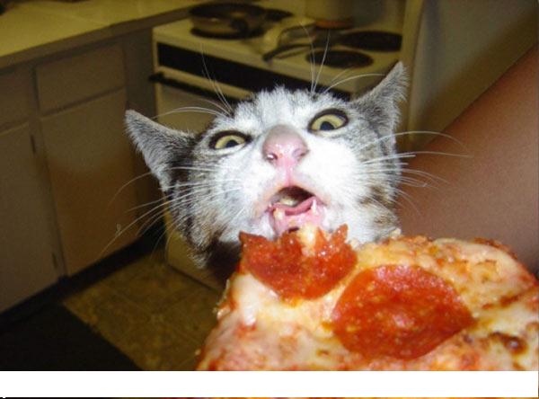 шаурмяяуу..