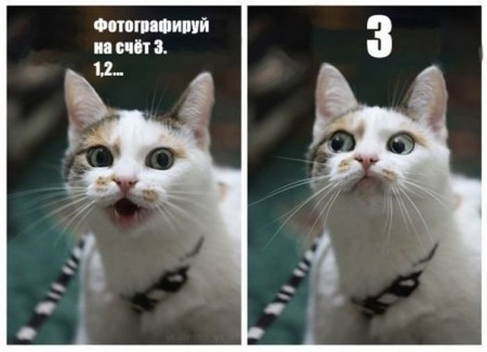 котэ
