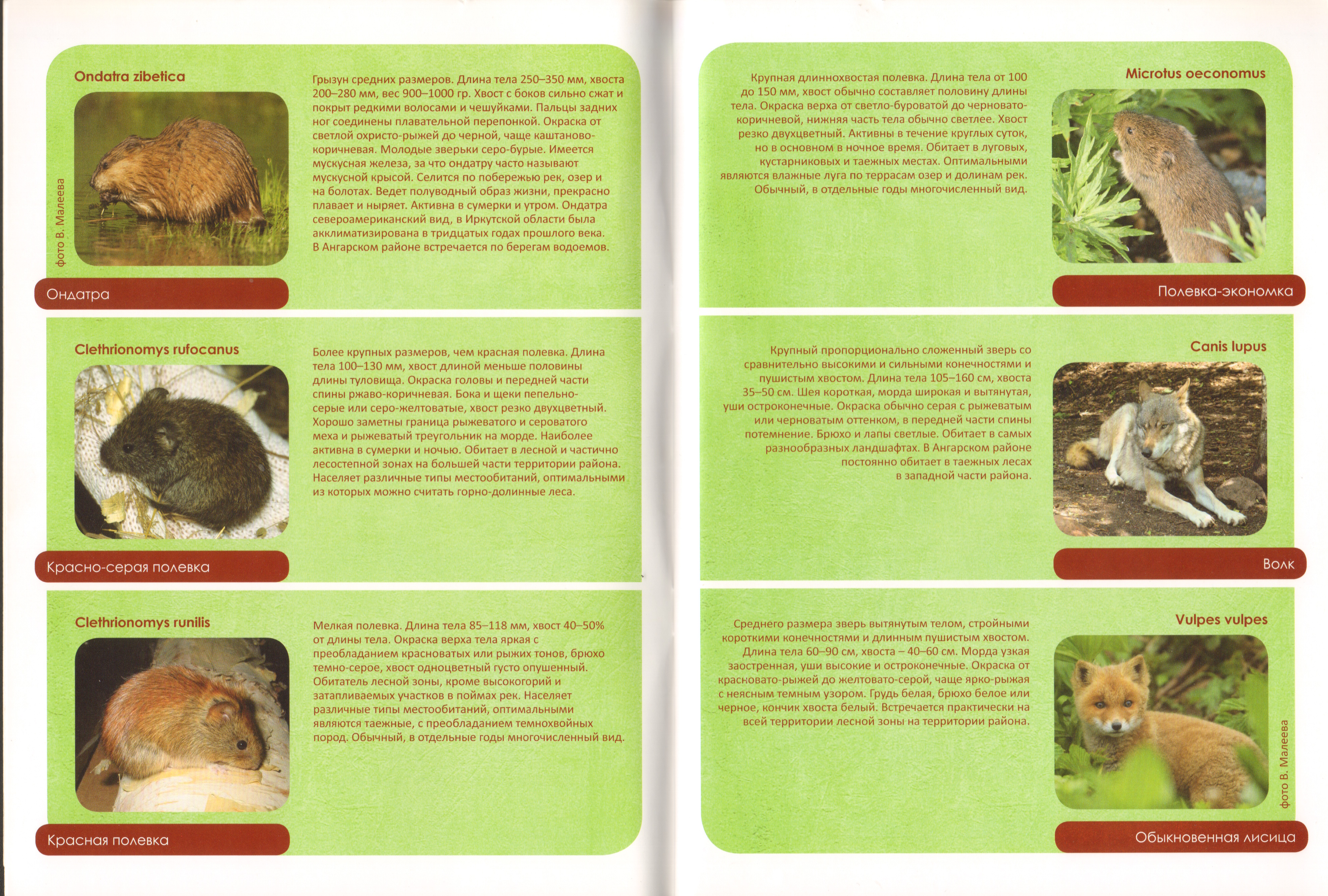 Животный мир Ангарского района 03