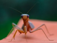 богомол богомол