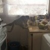 Кот Кот