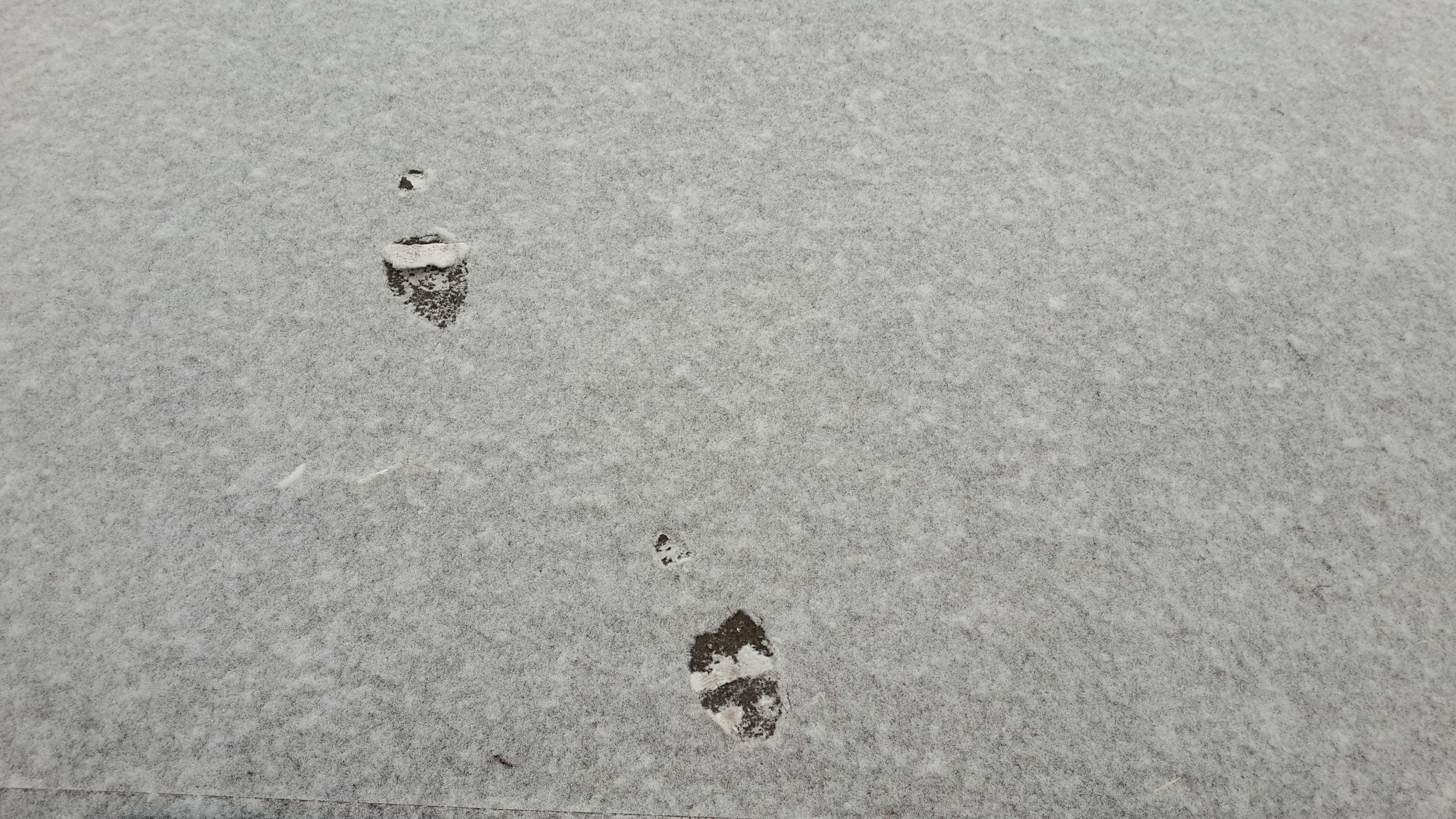 подкаблучник 