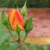 Роза оранжевая
