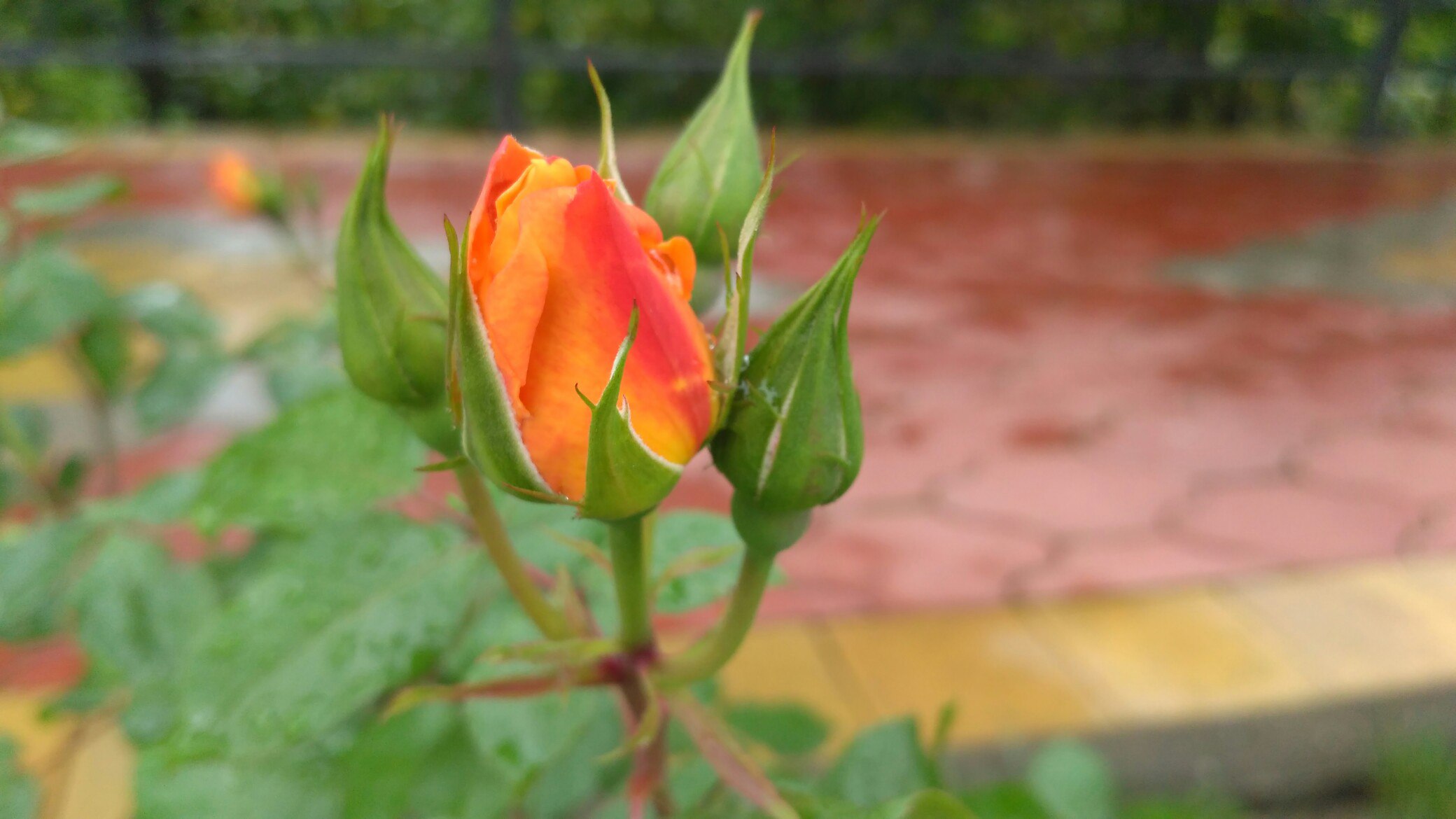 Роза оранжевая