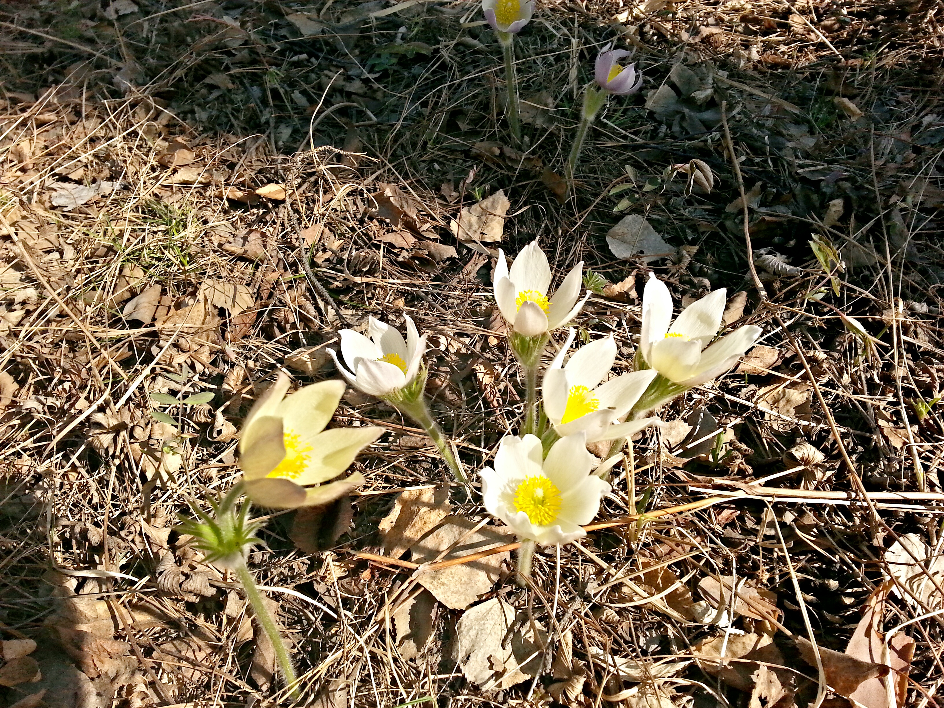 подснежники))))))