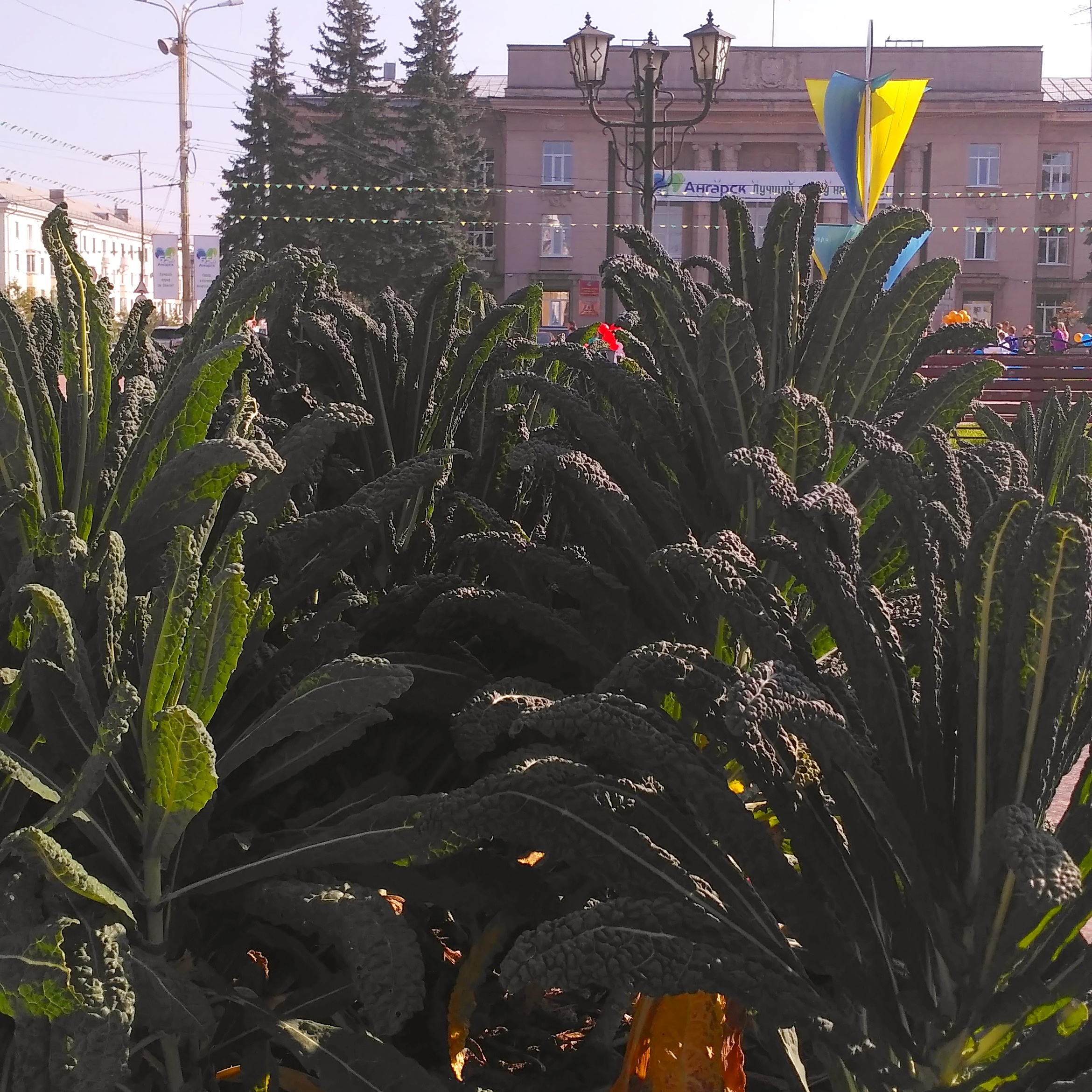 лопухи сентябрьские площадные