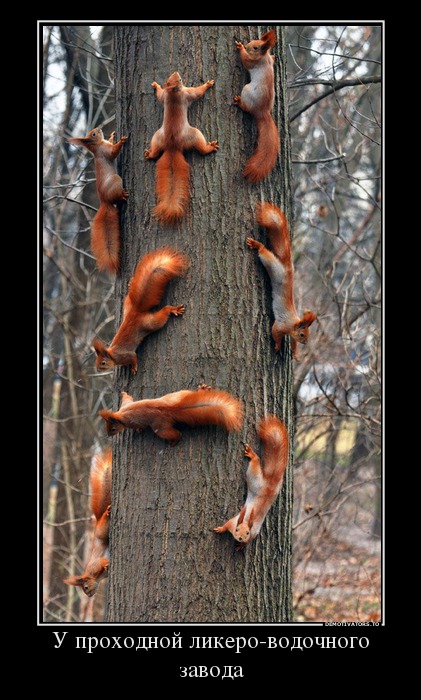 3988622 realnoe-derevo-u-prohodnoj-likero-vodochnogo-zavoda