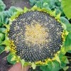 рука Сирёги коия сжымаит свежесорваный падсолнух))))))