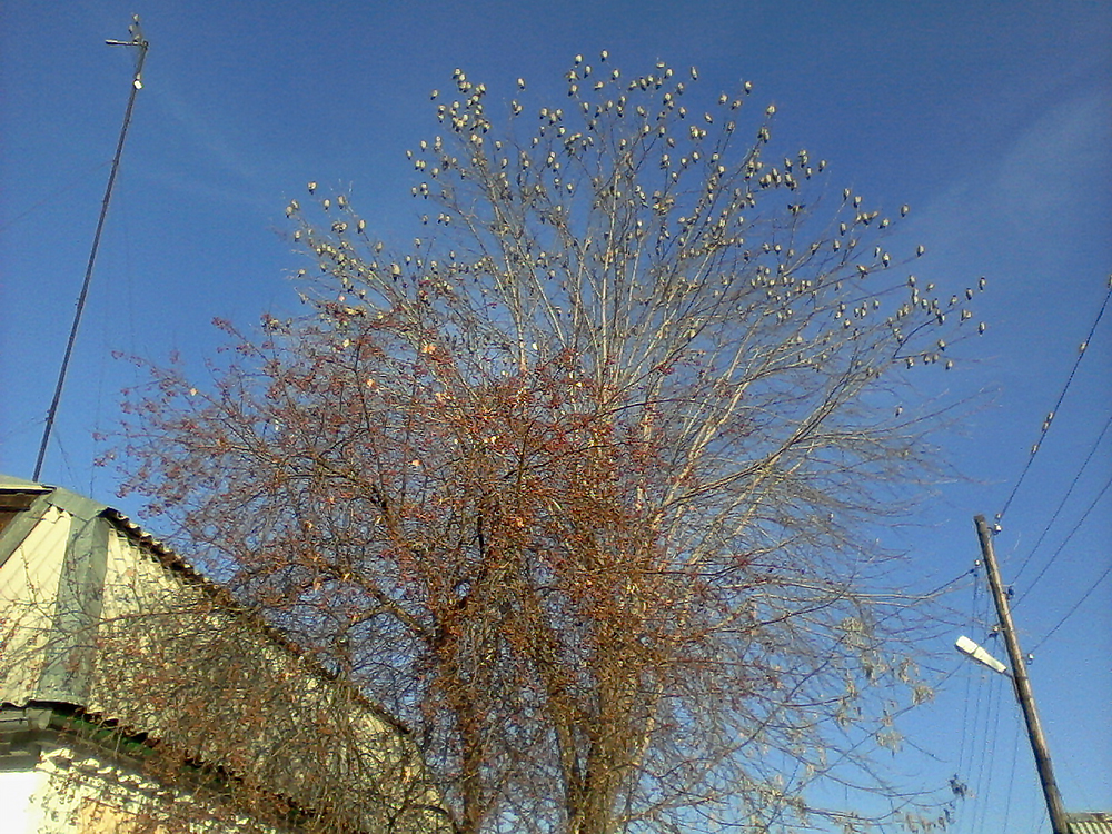 ОНИ уже прилетели