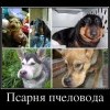 Псарня пчеловода Псарня пчеловода