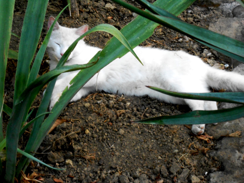 Эта невероятно шикарная кошка с точностью передала моё нынешнее настроение)))