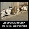Дворовые кошки