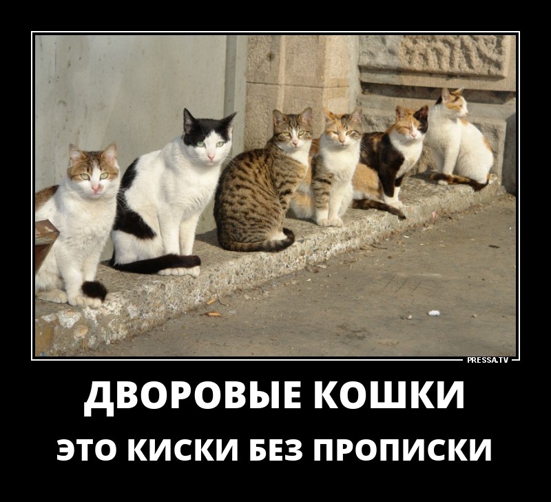 Дворовые кошки