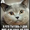 Кошачья Азбука:буква А))))))