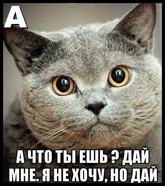 Кошачья Азбука:буква А))))))
