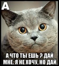 Кошачья Азбука:буква А))))))