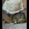 Кошачья логика Кошачья логика