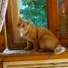 Рыжий кот в рыжем интерьере Рыжий кот в рыжем интерьере