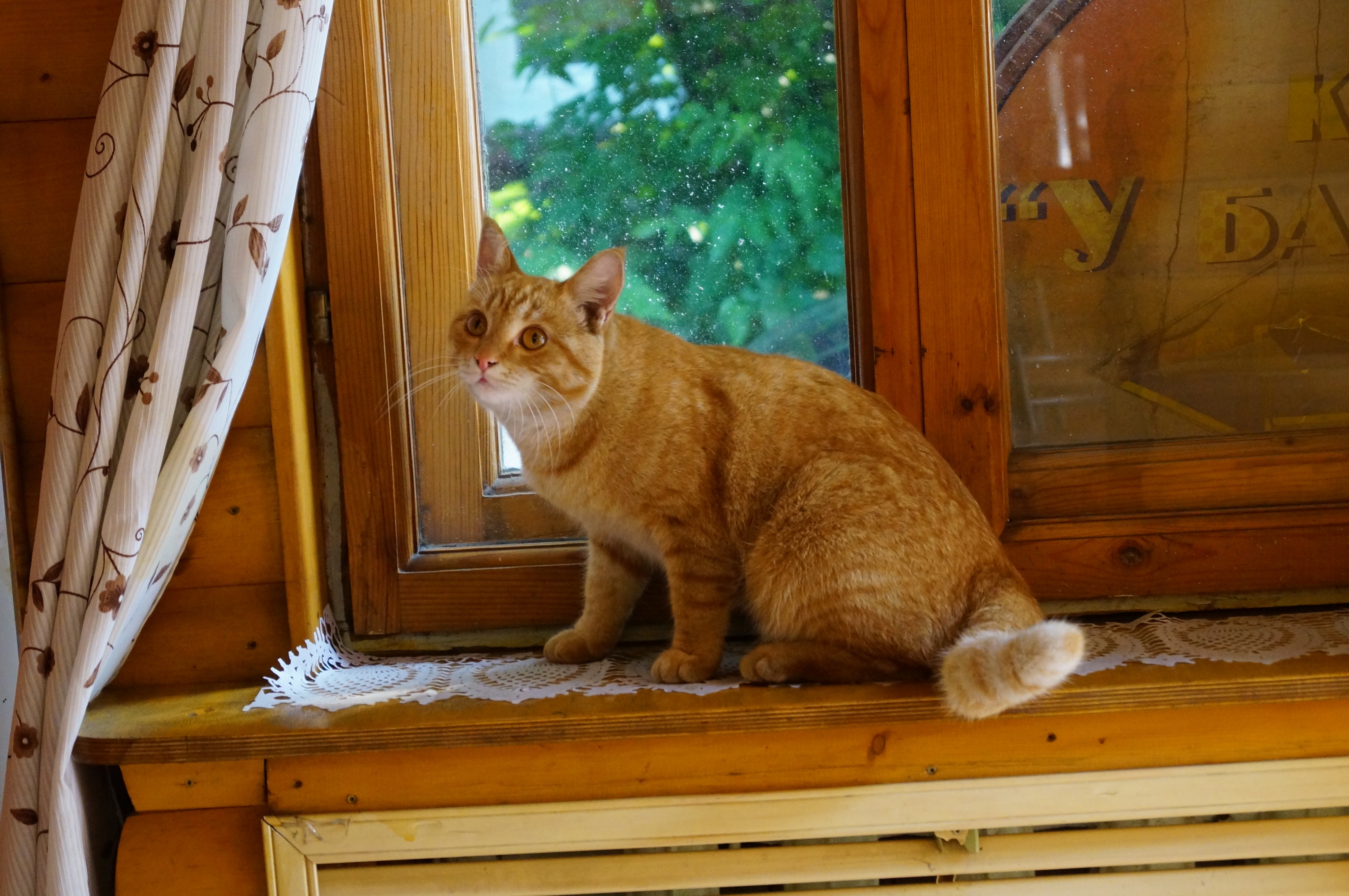 Рыжий кот в рыжем интерьере