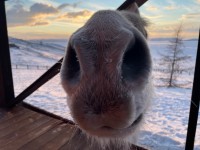 Сахар есть? а если найду Сахар есть? а если найду
