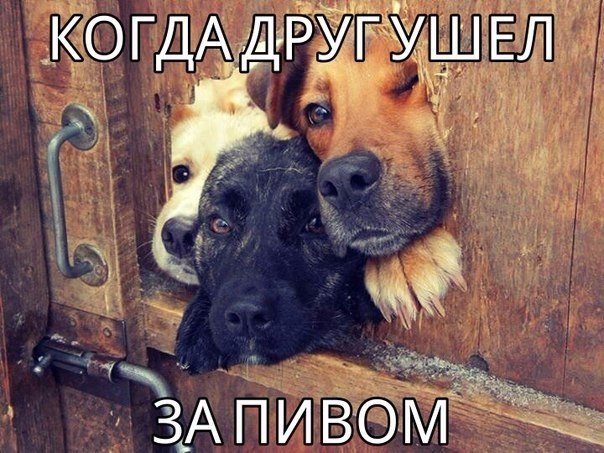 Друг ушел за пивом