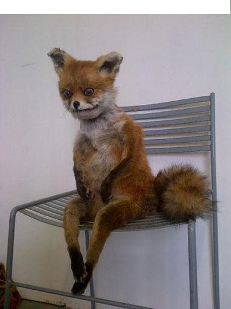 fox