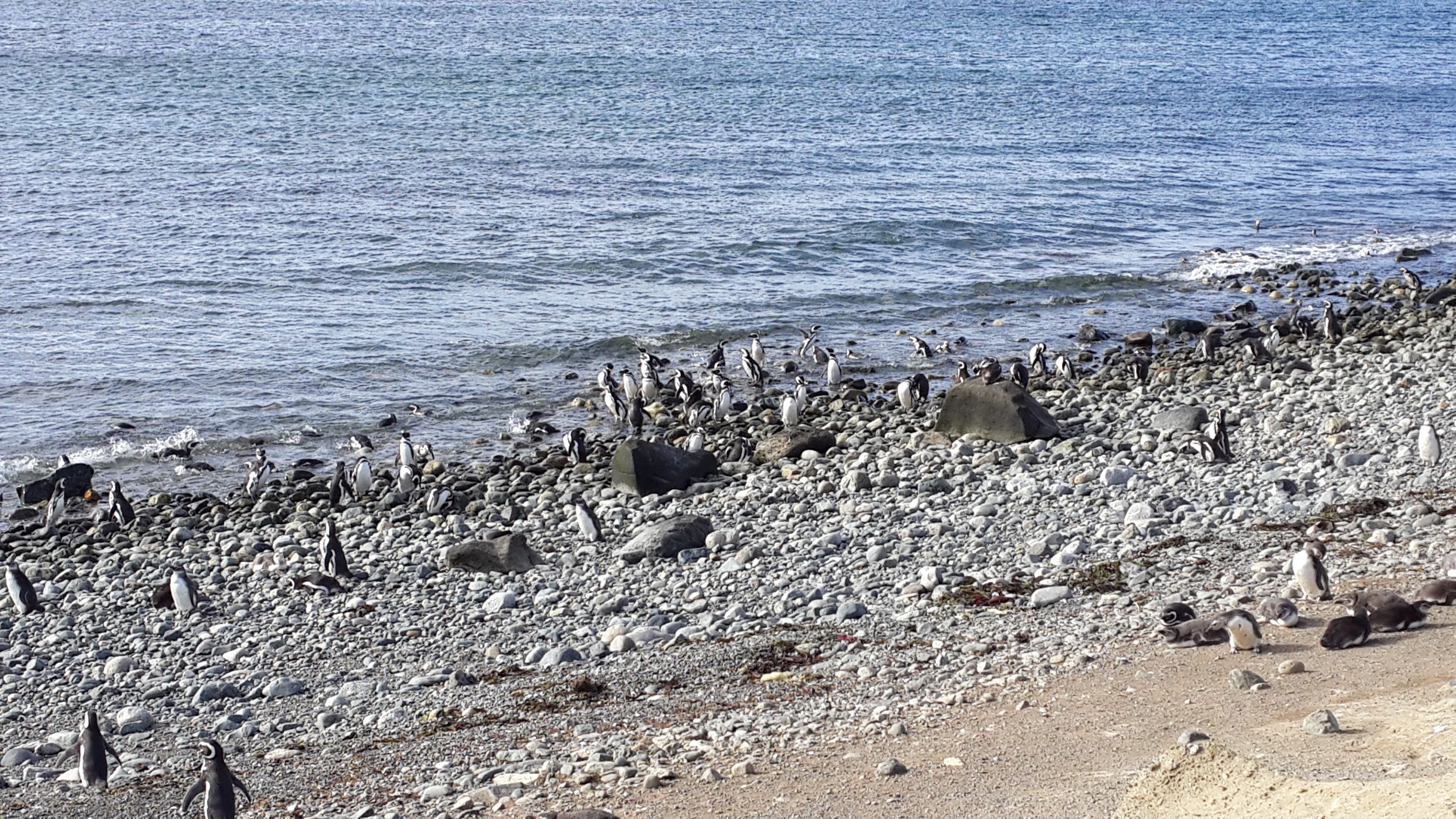 Магеллановы пингвины 