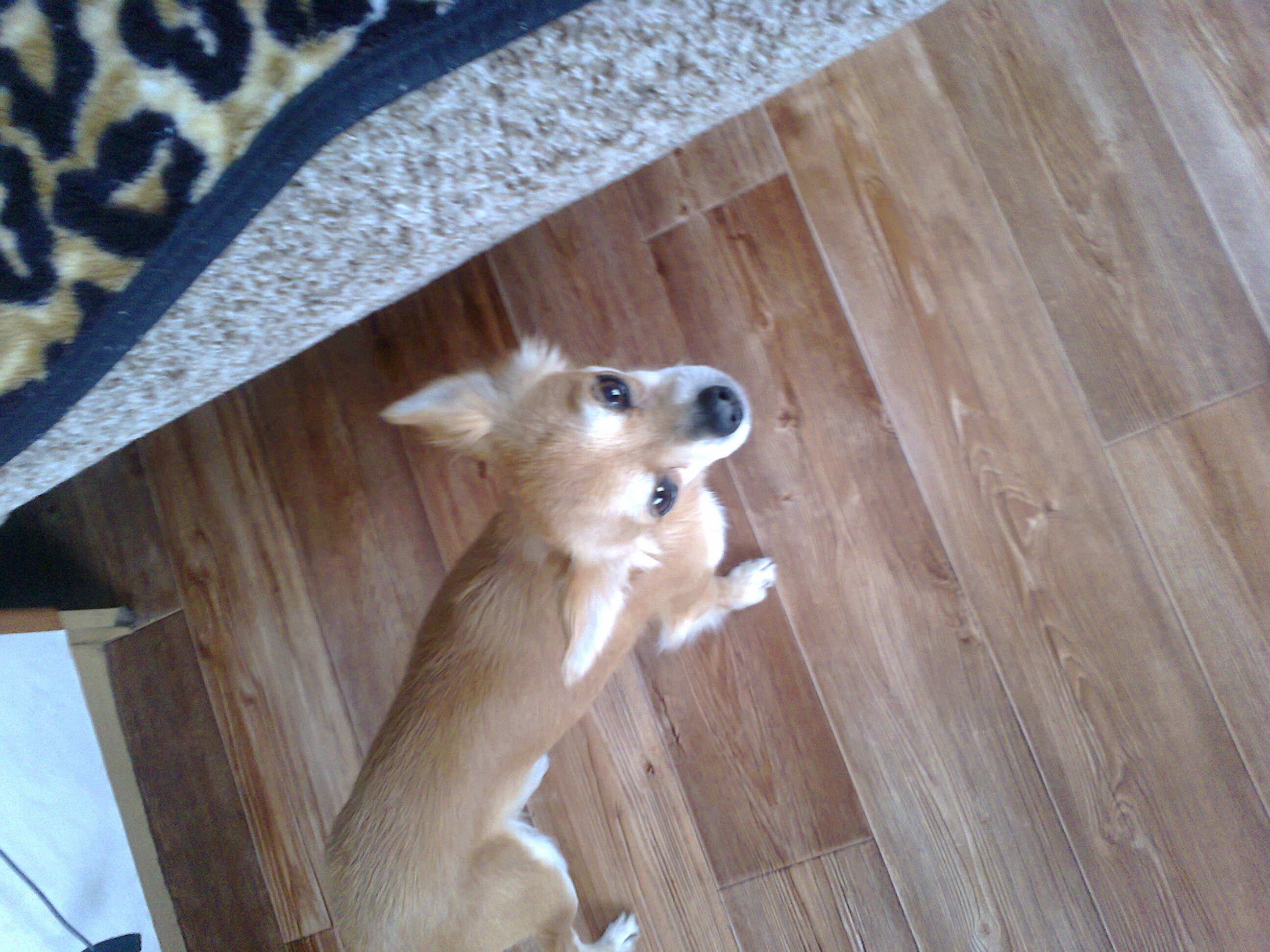 Р¤РѕС‚Рѕ0349[1]