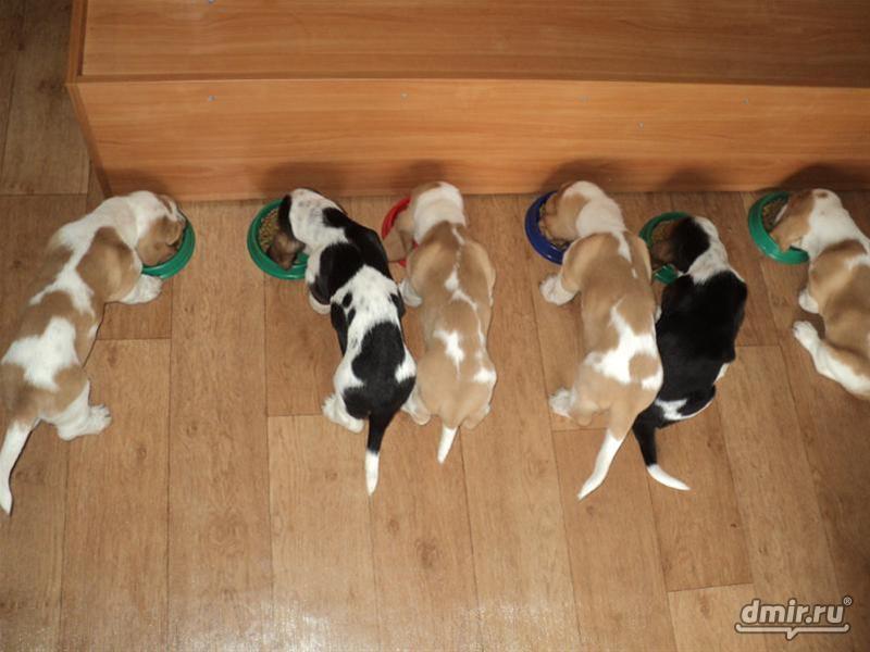 Бассет-хаунд