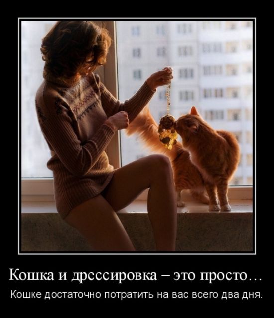 Кошка и дрессировка