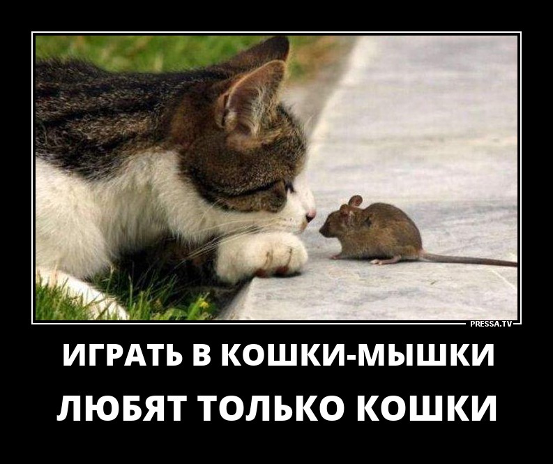 Играть в кошки-мышки