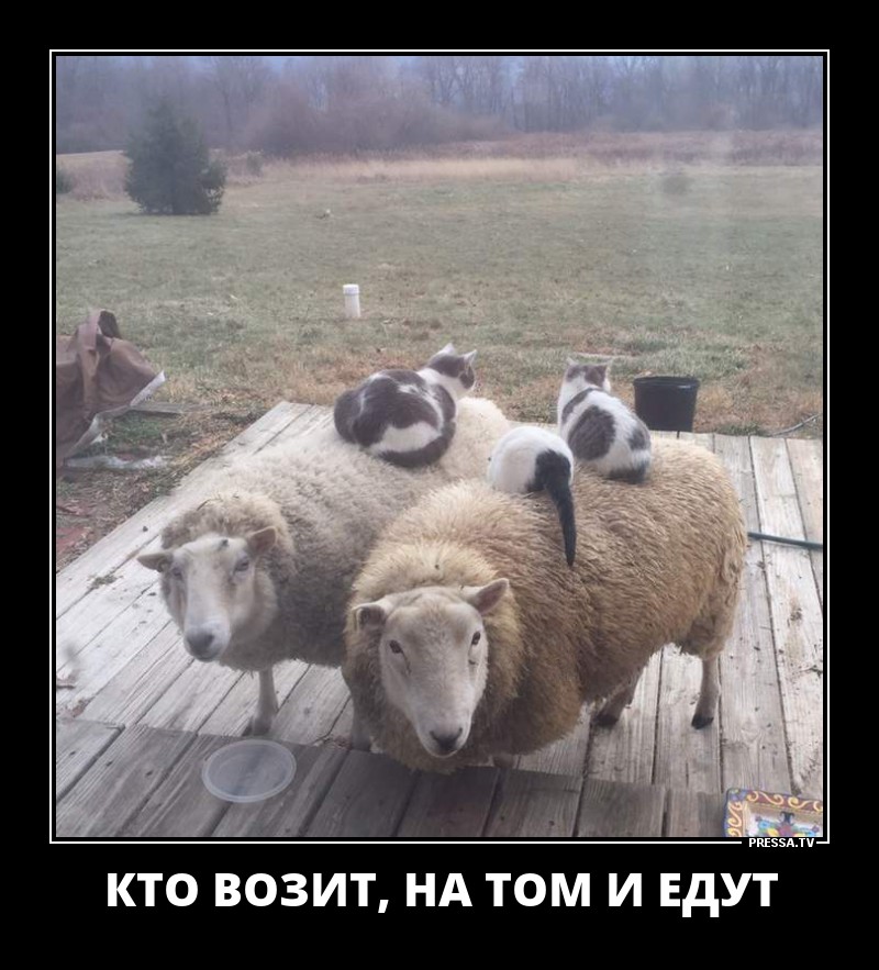 Кто возит,на том и едут