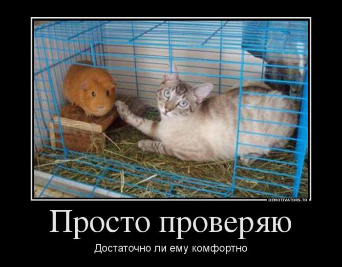 Просто проверяю