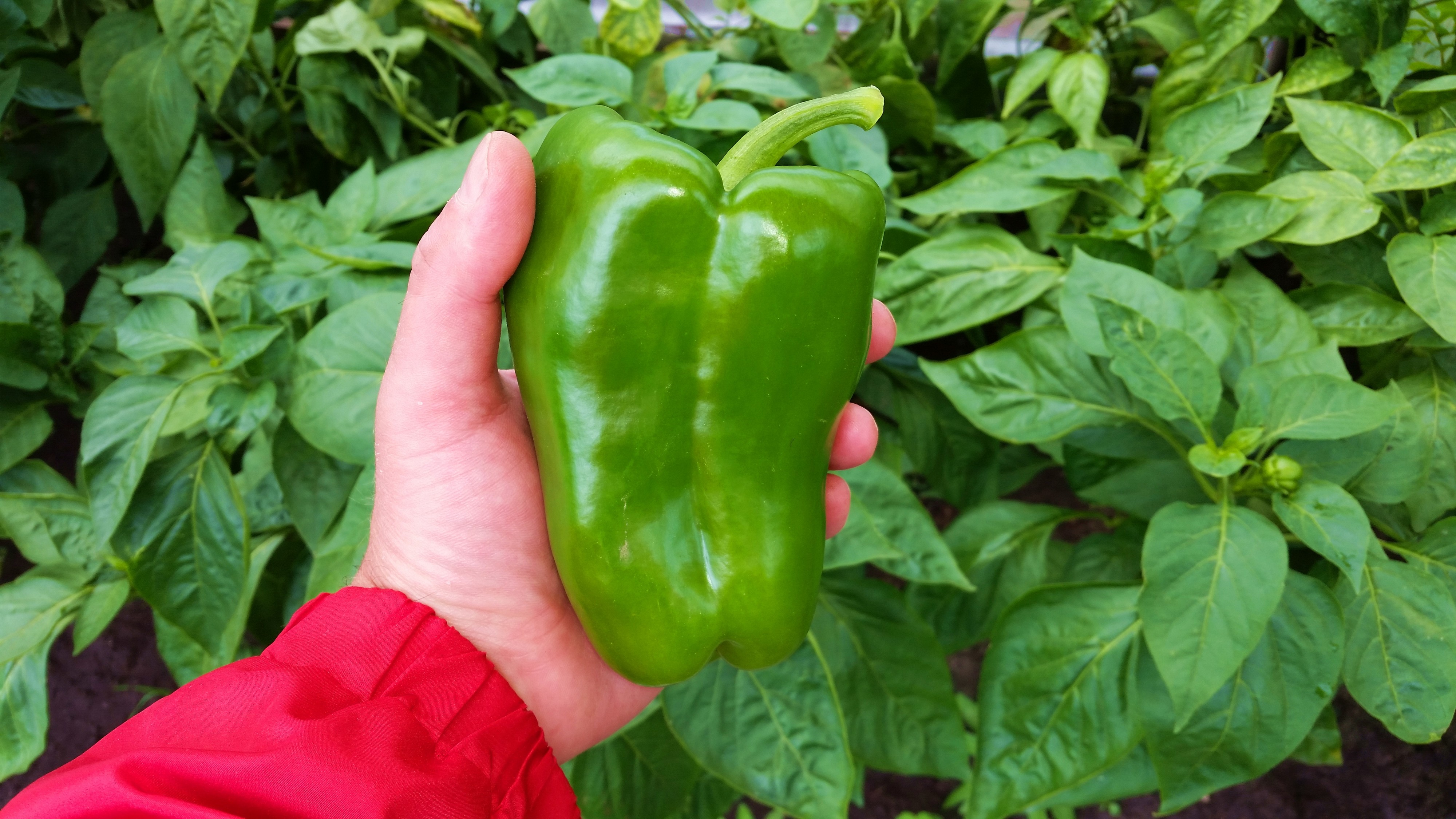 перчиг в руке Сирёги лежащий))))))