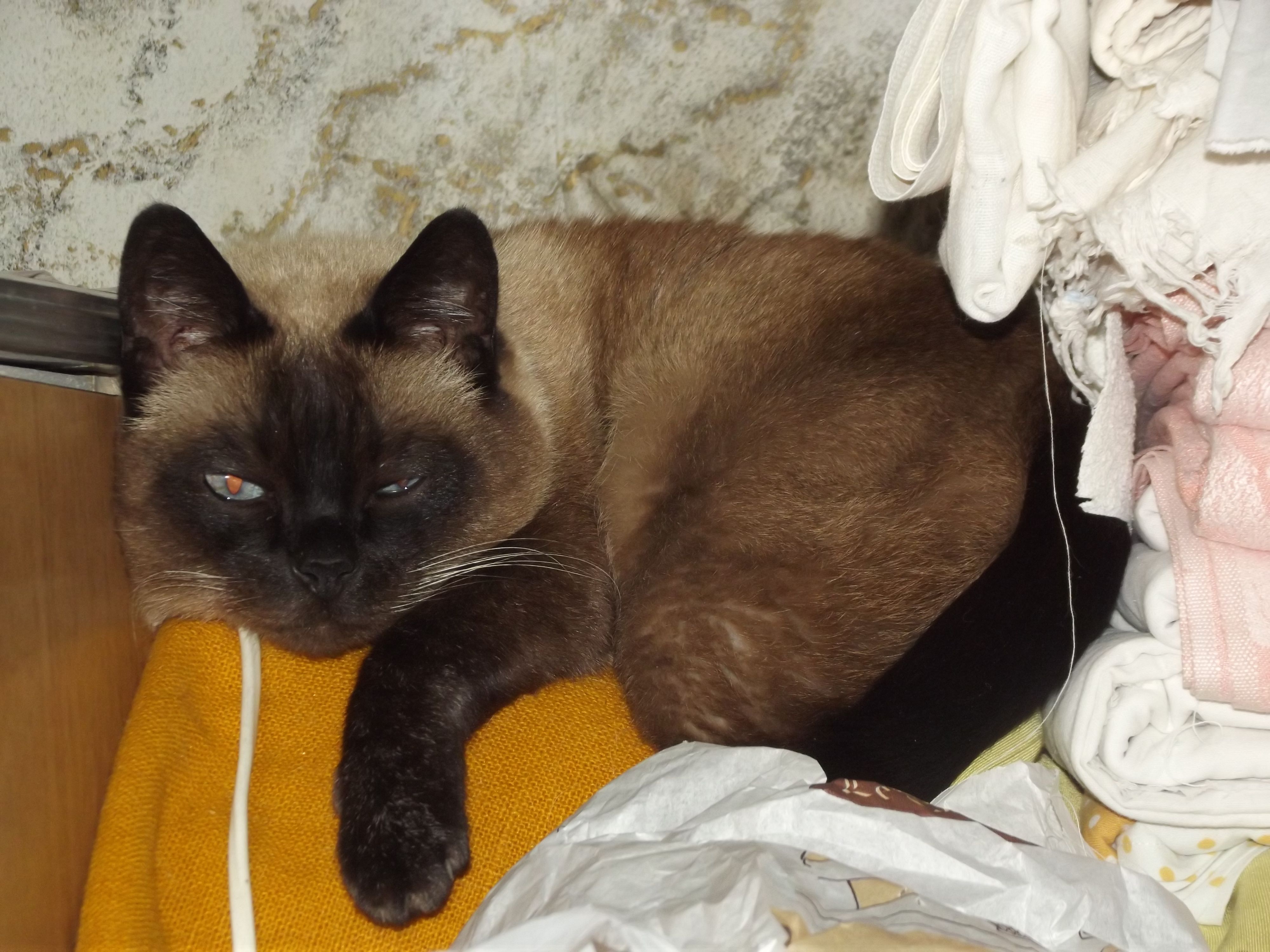 Сторожит хозяйское имущество впол-глаза