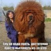 Ему не надо лаять Ему не надо лаять