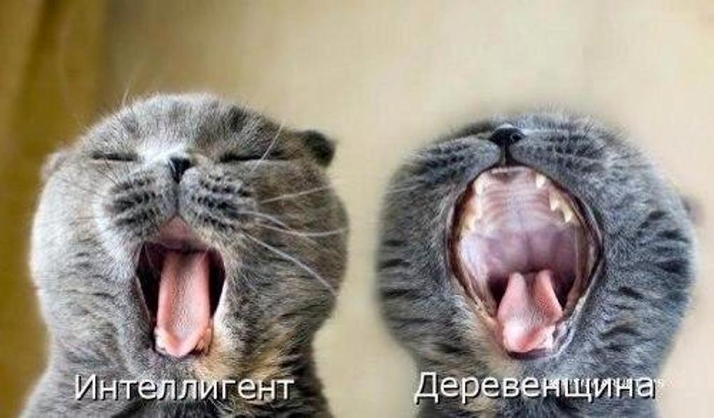 Интеллигент-деревенщина