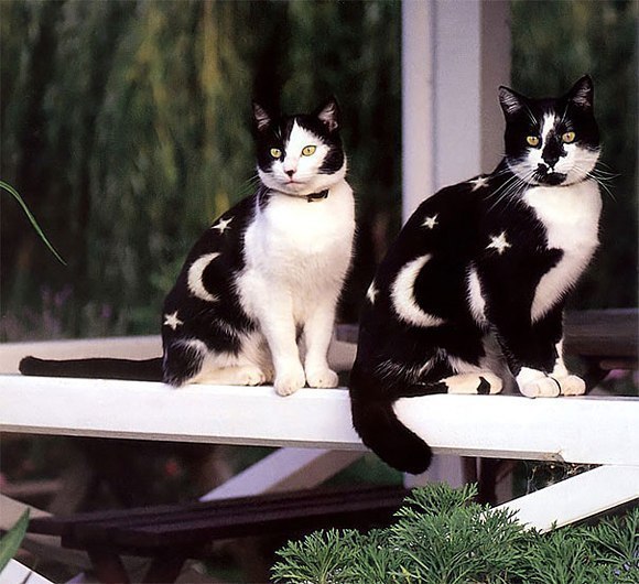 Лунные коты