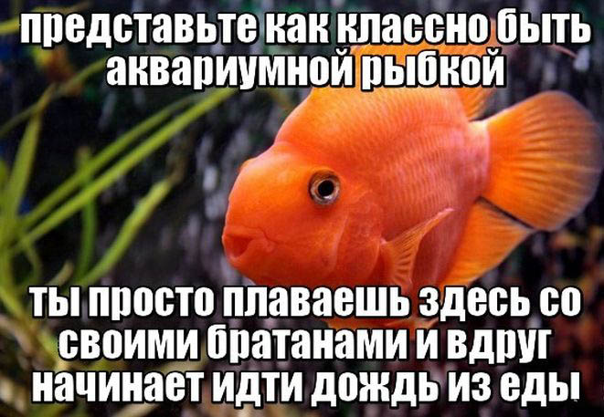 Классно быть аквариумной рыбкой