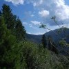 Хамар Дабан хамардабанистый Хамар Дабан хамардабанистый