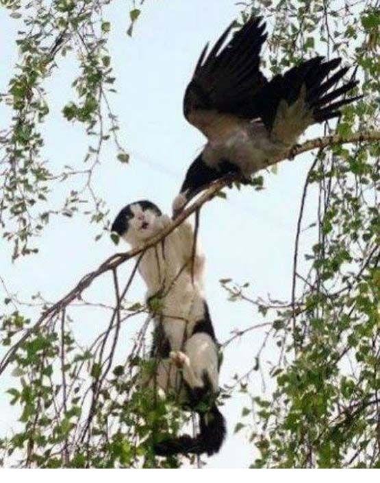 эх пернатый..