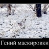 Гений маскировки