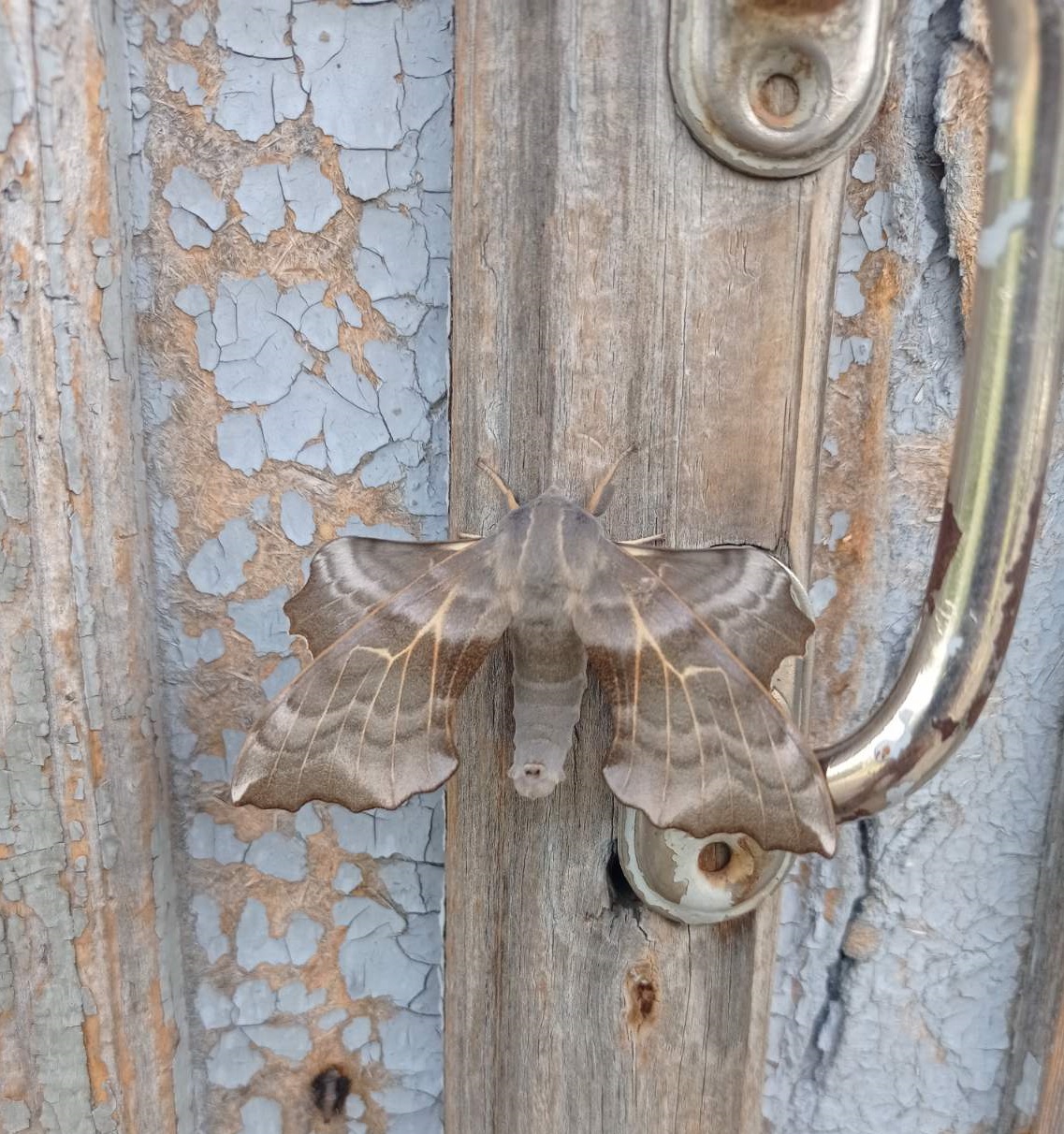 Мастер маскировки