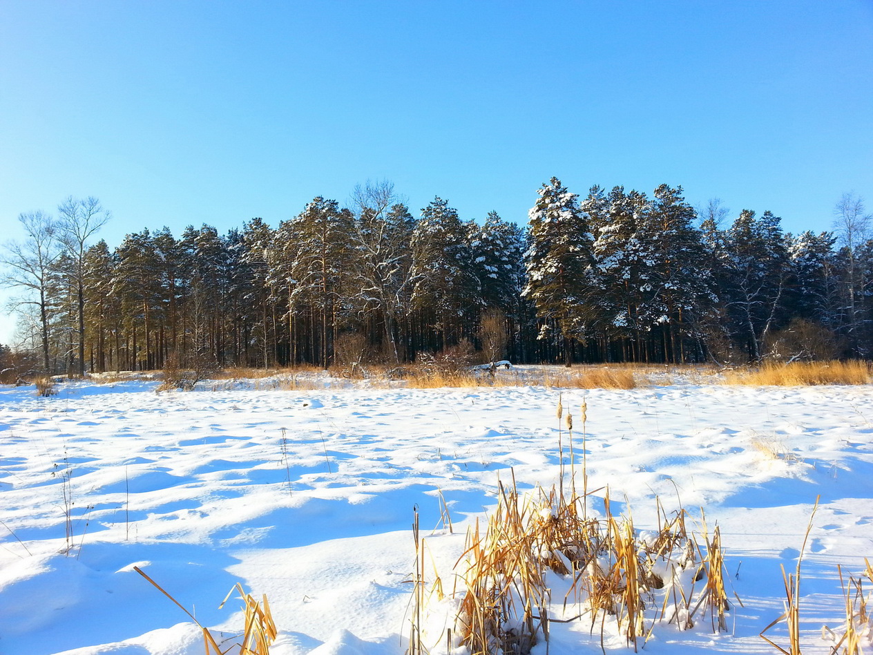 Еловка январь 2014))))