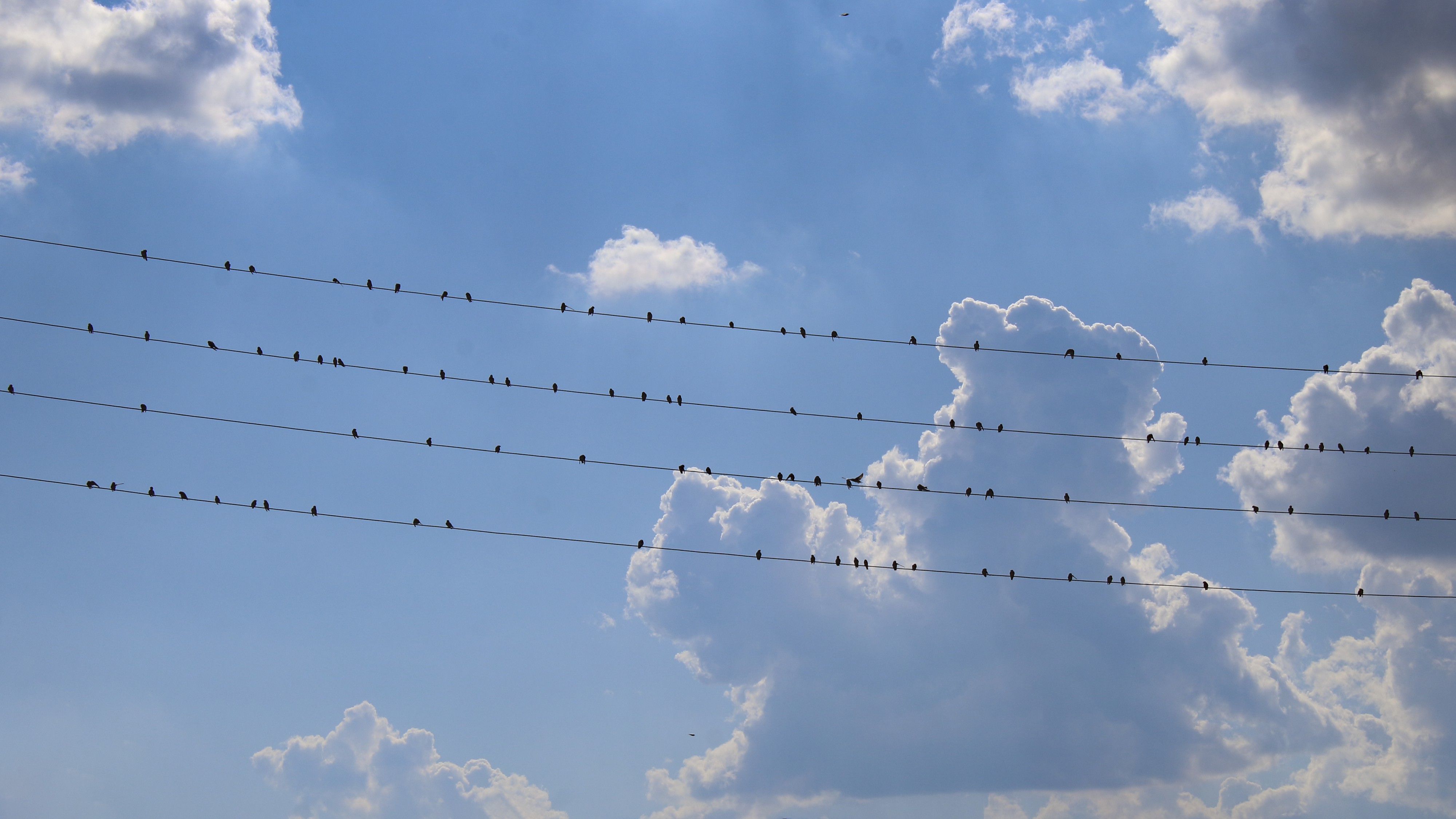 Ласточки береговушки