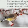 Свиристель Свиристель