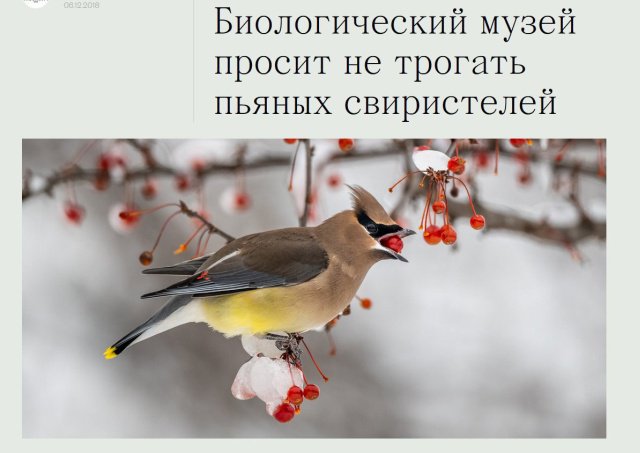 Свиристель